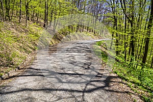 Old country asphalt road with tree tunnel