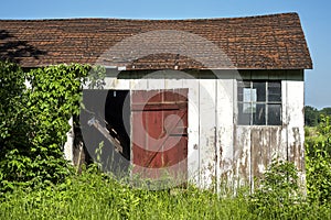 Old country barn painted white and red with sagging roof in farmer`s field with tall green grass