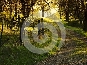 Old Country Dirt Road