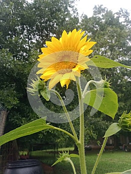 Old country farm sunflower summer fun