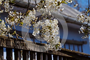 old country house  twigs of sour cherry tree in generous blossom enjoy warm morning sunshine  pleasant spring nature