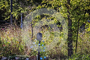 Old country mailbox with morning glories vining up in in front of barbed wire fence and messy overgrown field