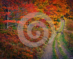 Old country road in the colorful forest.