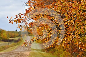 Old Country Road in Late Autumn