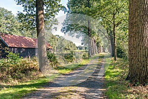 Old country road with tall trees on both sides