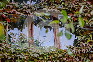 old countryside house window frame with glass and red grapevine vines