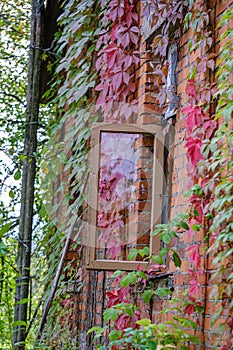 old countryside house window frame with glass and red grapevine vines