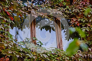 old countryside house window frame with glass and red grapevine vines