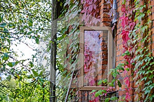 old countryside house window frame with glass and red grapevine vines