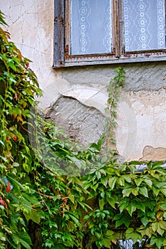 old countryside house window frame with glass and red grapevine vines