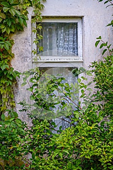 old countryside house window frame with glass and red grapevine vines