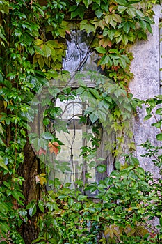 old countryside house window frame with glass and red grapevine vines