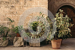 Old courtyard with with potted plants. Variegated Ficus elastica, Philodendron, Chlorophytum in flowerpots. Antique