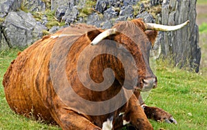 Old cow at beacon hill leicestershire england