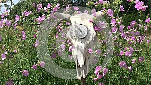 Old cow skull with clock face and wind in flowers