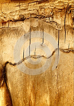 Old cracked bark of tree.