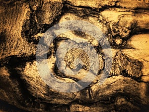 Old cracked bark of tree.