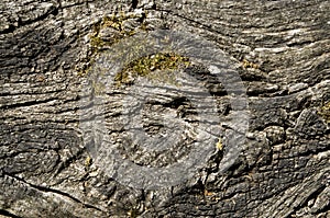 Old cracked bark of a tree with moss close