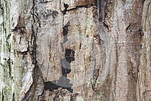Old cracked bark of a tree trunk