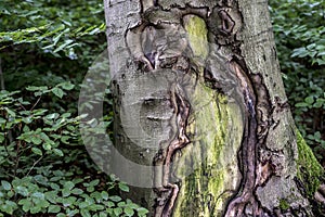 Old cracked creepy mossy tree bark cortex texture with green plant forest