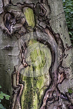 Old cracked creepy mossy tree bark cortex texture with green plant forest