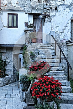 Old cracked house steps with red flowers blossom