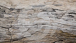 Old cracked pine tree trunk texture background