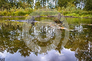 Old Cracked Snags Floating in The Pripyat River and Dry Grass and Trees on Field of Polesye Natural Resort