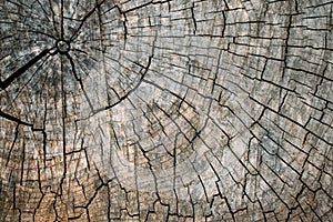 Old cracked tree stump texture background. Weathered wood texture with the cross section of a cut log with concentric annual