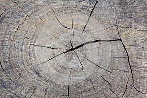 An old cracked tree stump, Top view old tree stump