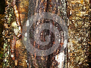 Old cracked tree trunk bark texture, brown gray vertical lines background, close up.