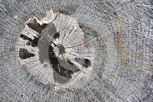 Old cracked tree trunk textured, sawed section top view, cracked from center hole with black burned stains around