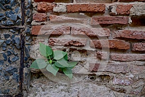 The Old Cracked Wall of a concrete building. A part of the red brick wall was abandoned wall background