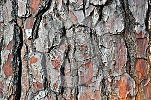 Old cracked wood bark texture