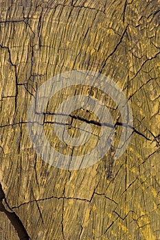 Old and cracked wood painted yellow photo