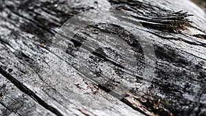 Old cracked wood with visible details. textura photo
