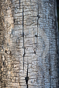 Old craked tree trunk close up