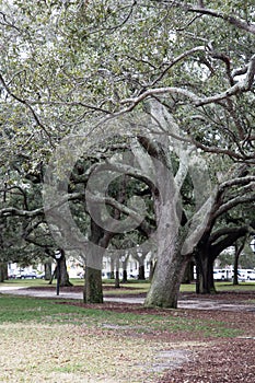 Old creepy trees in charlestown south carolina