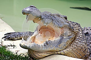 Old Crocodile