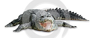 Old crocodile isolated on white background ,include clipping path