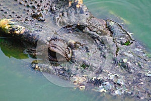 Old crocodiles in a pond.