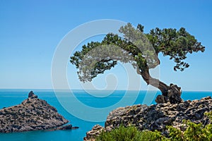 Old crooked juniper near the sea on the rock