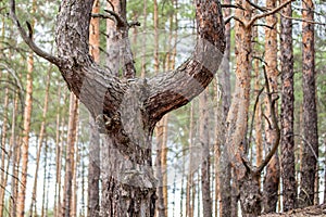 Old crooked pine tree in a coniferous forest after beeing cut grew up into a three tree trunks