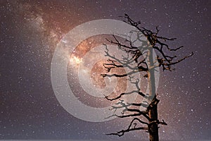 Old and crooked pine tree outdoors under the milky way star trails.