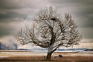 Old Crooked Tree in Field With Big Bird`s Nest