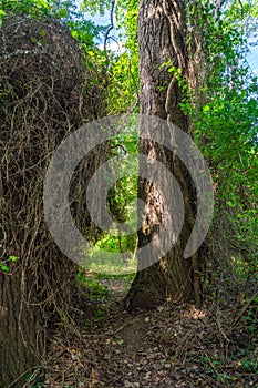 Old crooked tree in the green forest