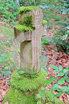 Old cross on a forgotten forest trail.