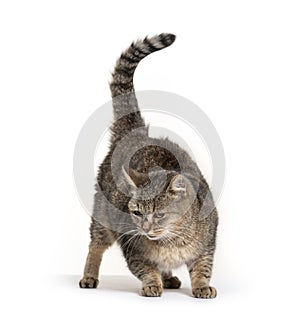 Old Crossbreed cat looking down