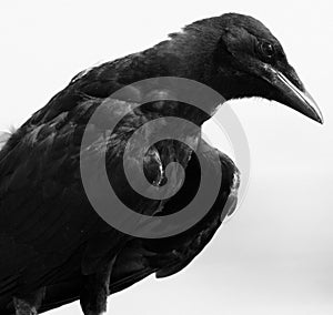 Old Crow in Black and White