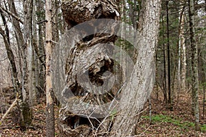 An old curved skewed tree with uneven hollows in a fabulous wild forest